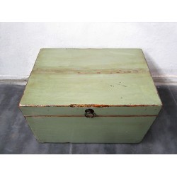 Blue chinese trunk 40 cm