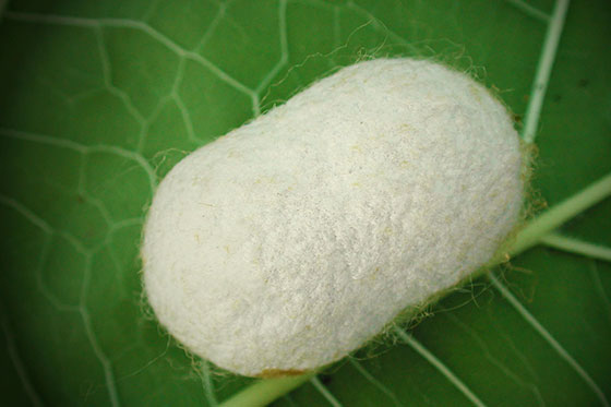 Cocon ver à soie